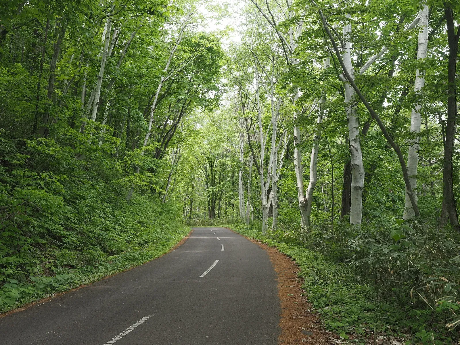 A quiet paved road passing through a green birch forest in Hokkaido